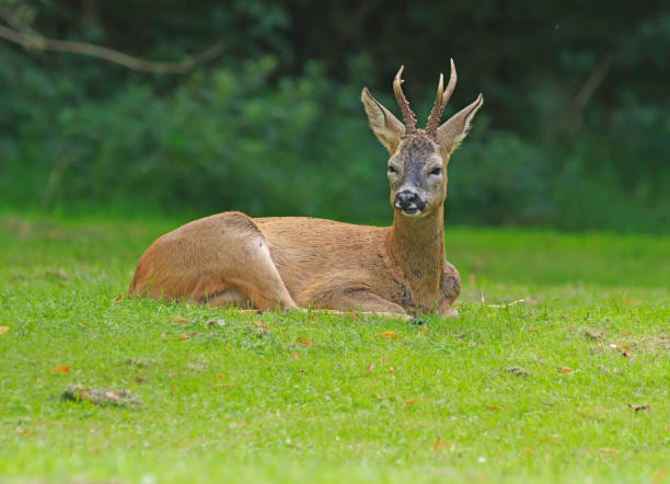 why do deer lay down