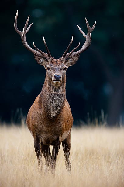 Are Deer Nocturnal? Understanding Their Sleep Patterns