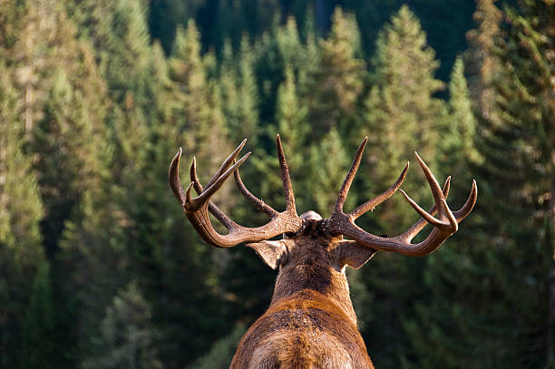 12 Deer Like Animals You Should Know