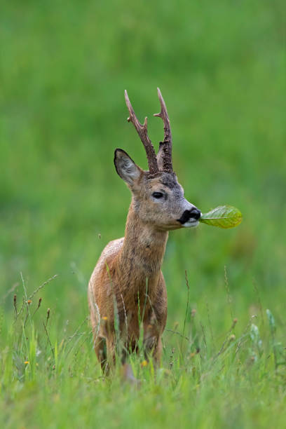 Are Deer Herbivores?