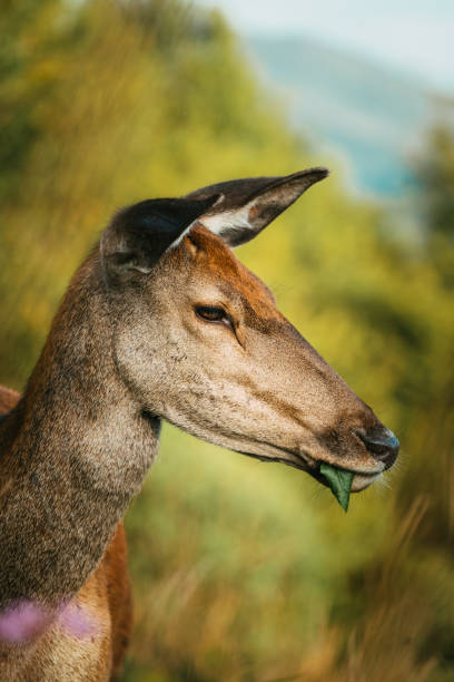 Are Deer Omnivores?