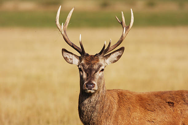 What Eats Deer?:List Of Deer Predators