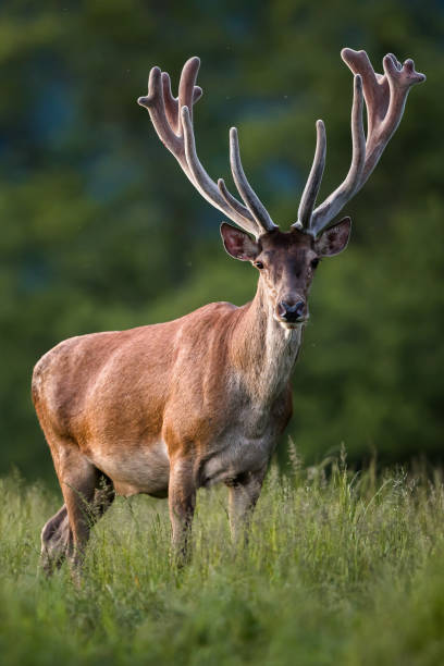 Is Deer Shedding Velvet Painful?