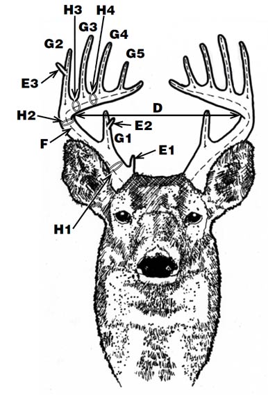 How To Score Deer Antlers Like A Pro
