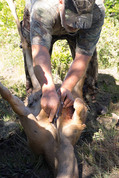 How To Field Dress A Deer For The First Time: Mastering The Basics