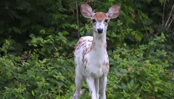 What Is A Piebald Deer?