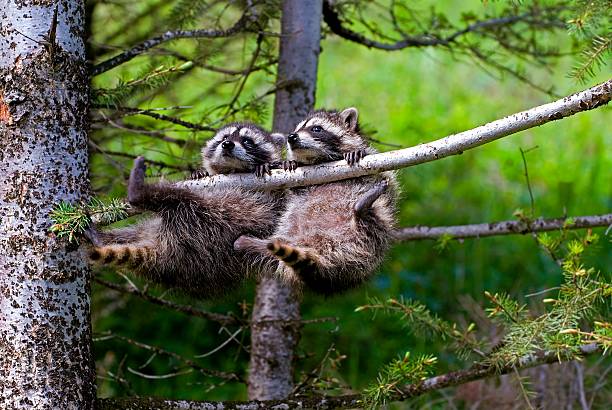 Do Raccoons Climb Trees?