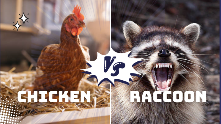 Do Raccoons Eat Chickens?