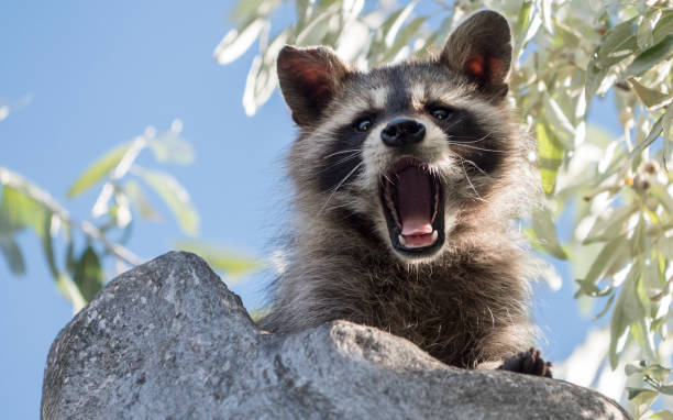 What Sound Does A Raccoon Make?