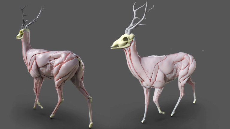 Anatomy Of Deer
