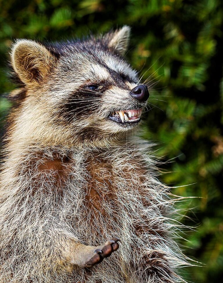 What You need to Know About Raccoon Zombie Disease