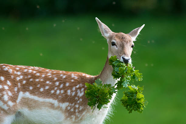 Deer Feeding Times In Alabama