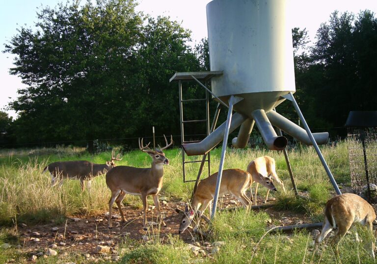 How To Keep Hogs Away From Deer Feeder