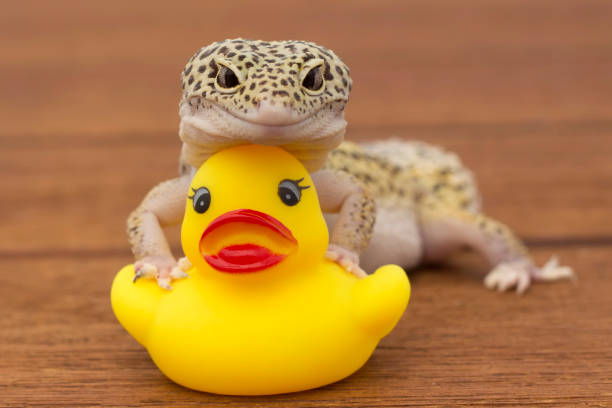 How To Cure Impaction In A Leopard Gecko