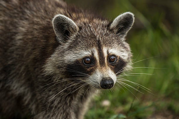 How Long Can A Raccoon Live Without Food