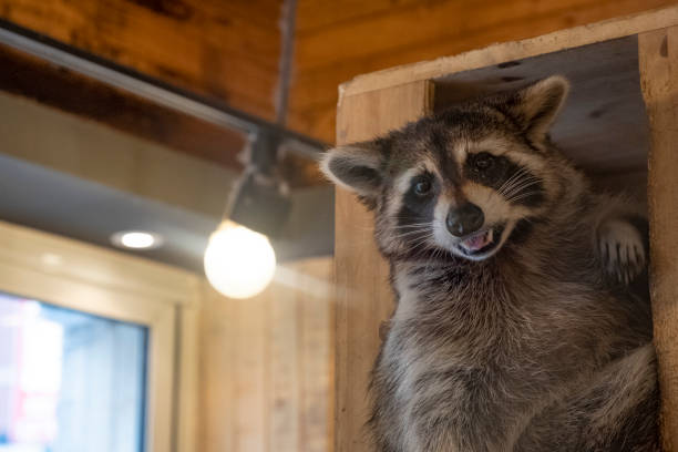 How To Get Rid Of Raccoon In The Garage