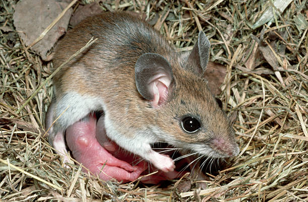 What Do Deer Mice Eat In The Wild?